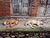 perrosNepal