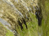 agua en El Saltillo