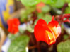 flores