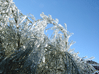 hielo