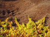 El Hierro