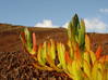 El Hierro