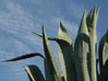 El Hierro