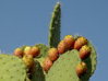 tierra3