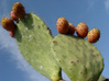 tierra4
