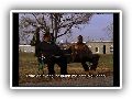 The Wire, de David Simon