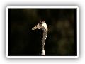 Birdwatching, de Aurelio del Portillo